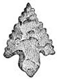 ArrowHeads.jpg